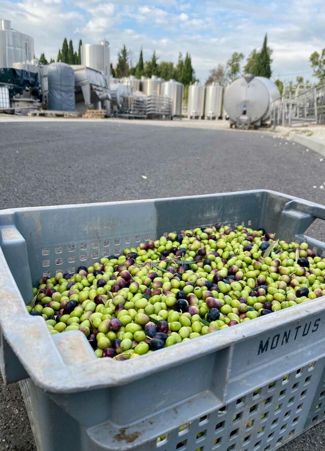 arsilac-acutalites-production-huile-olives-1