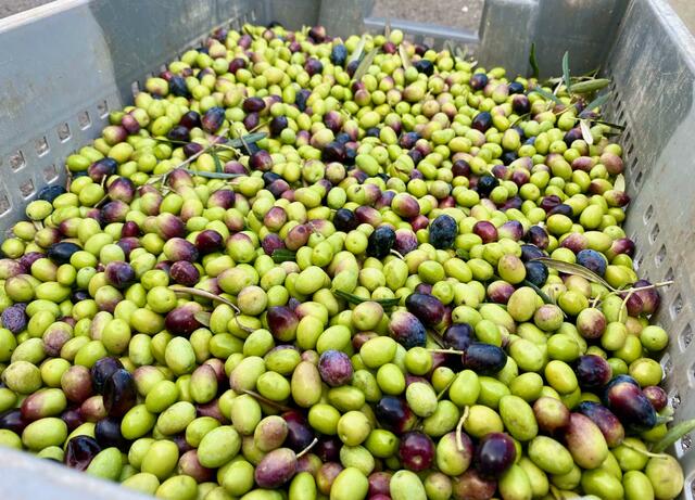 arsilac-acutalites-production-huile-olives-3